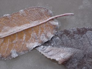 Frosted Leaves on Ice