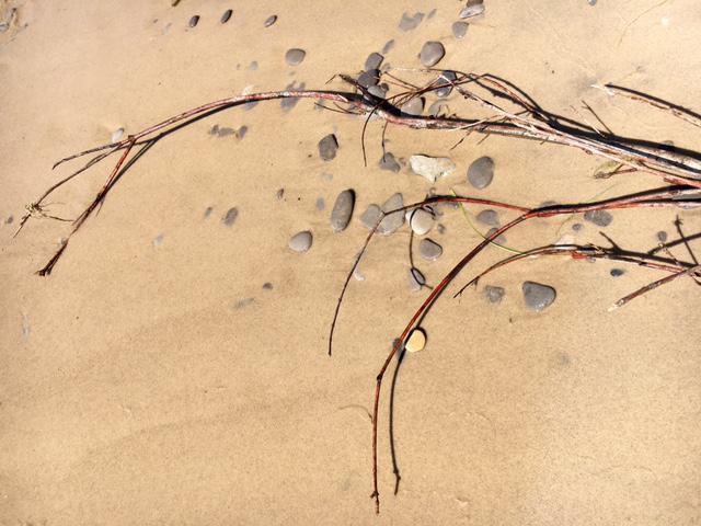 Stones and Sticks on Sand
